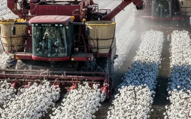 BOSHIRAN cotton harvester working in a cotton field in Egypt